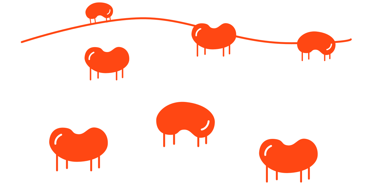 herd of banza beans
